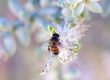 bee on fruit tree blossom