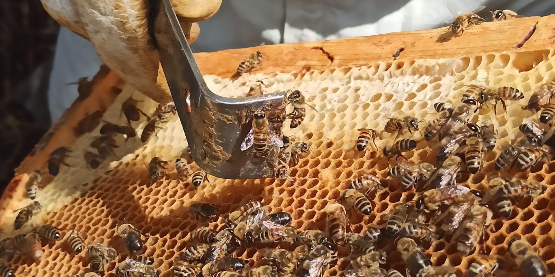 Apiary Book team goes on teambuilding with GoTeleport.ro