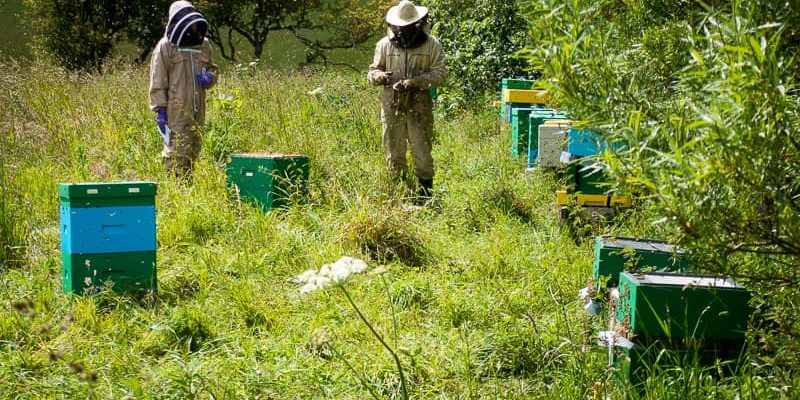 A beginner’s guide to beekeeping – mistakes to avoid A beginner’s guide to beekeeping - mistakes to avoid