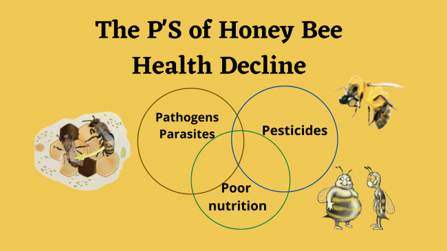 The P’S of Honey Bee Health Decline (Blog Banner) The P's of honey bee health decline