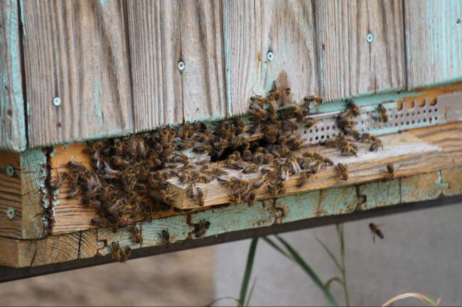 Do you know what hive robbing is? Do you know what hive robbing is?