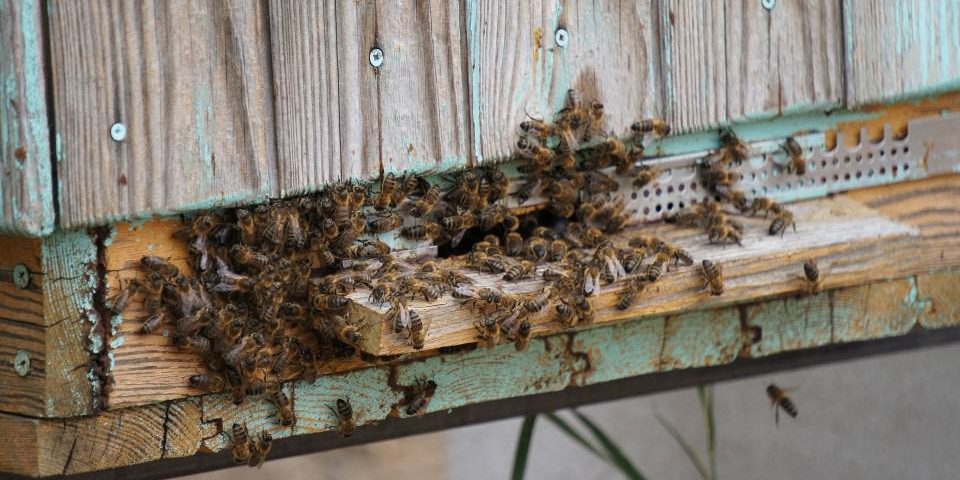 Do you know what hive robbing is?