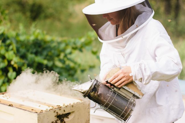 Why you should include a bee smoker in your beekeeping kit? Why you should include a bee smoker in your beekeeping kit?