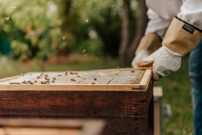 Beginners Beekeeping Guide: Tips from The Experts Beginners Beekeeping Guide: Tips from The Experts