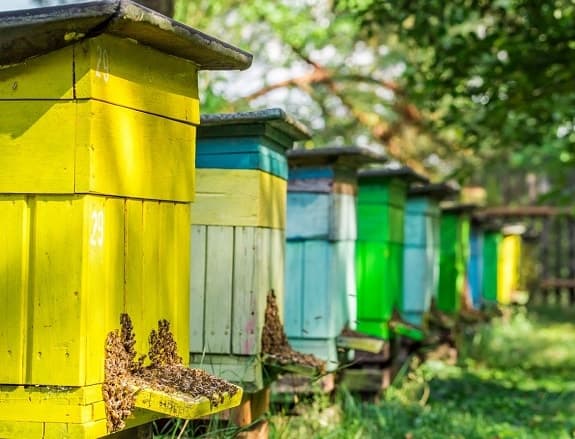 How-to-Paint-a-Beehive