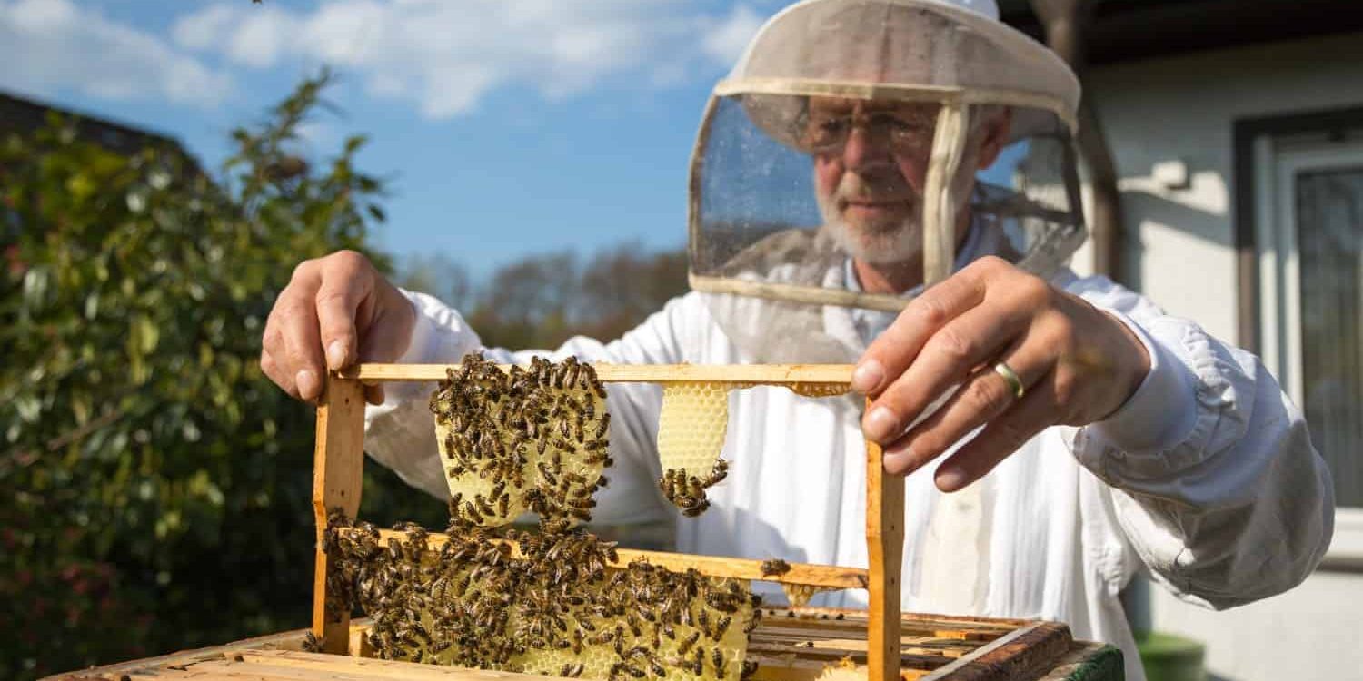 Why should beekeepers use an apiary management app? Why should beekeepers use an apiary management app?