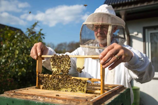 Why should beekeepers use an apiary management app? Why should beekeepers use an apiary management app?